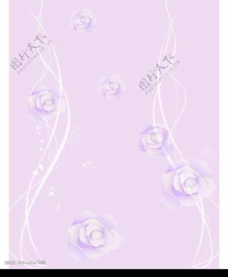 紫色的玫瑰图片