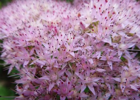 蝎子草花簇图片