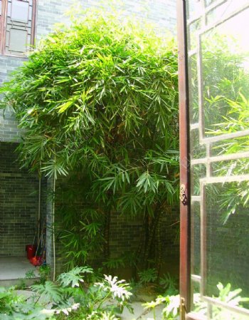 传统建筑竹子后院窗台图片