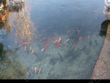 丽江古城小沟里的小金鱼图片