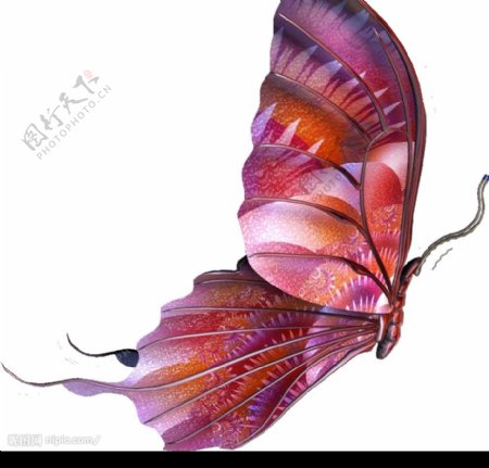 美丽的蝴蝶Butterflies图片