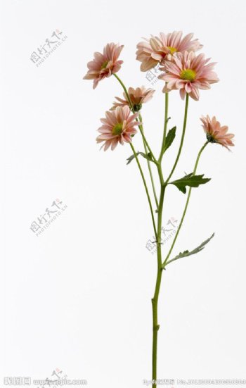 菊花鲜花背景图片