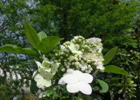 白色花卉聚八仙图片