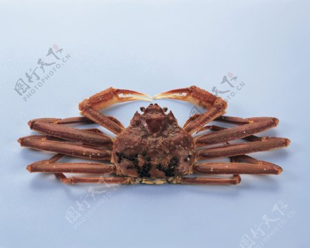 食物海鲜蟹图片