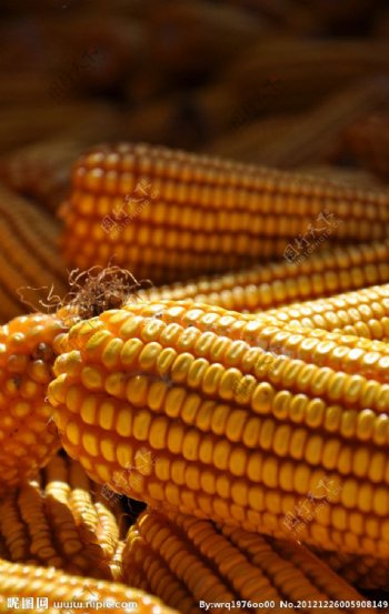 金秋玉米素材图片