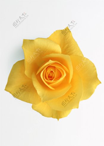 黄玫瑰带抠图路径图片