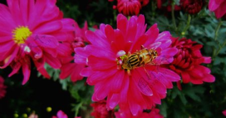菊花与蜂蜜图片