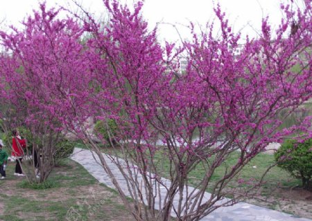 紫荆树图片