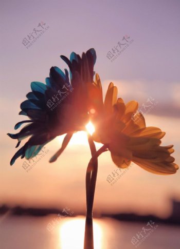 夕阳花朵图片