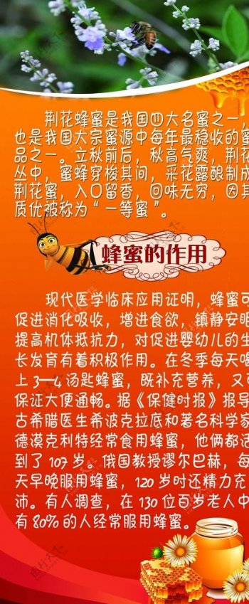 蜂蜜知识介绍x展架图片