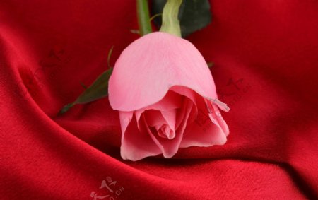 玫瑰花丝绸图片