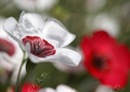 野外小白色小红花图片