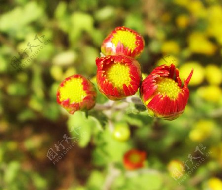 红菊花花蕾图片