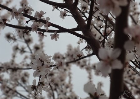樱花漫天图片
