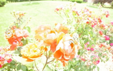 玫瑰与月季花图片