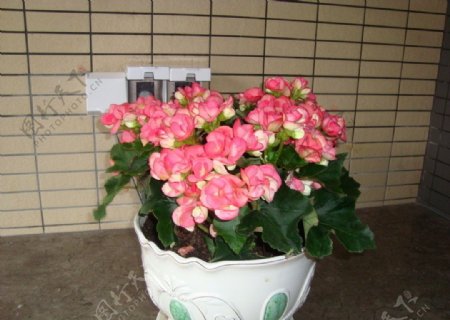粉红玫瑰海棠图片