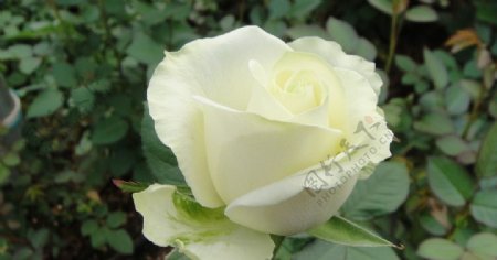 白玫瑰特写图片