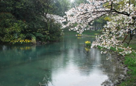 樱花湖水图片