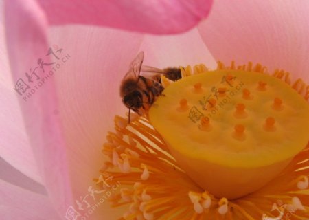 荷花莲蓬蜜蜂图片