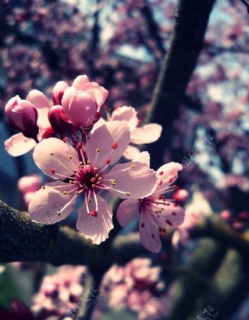 初春的桃花图片
