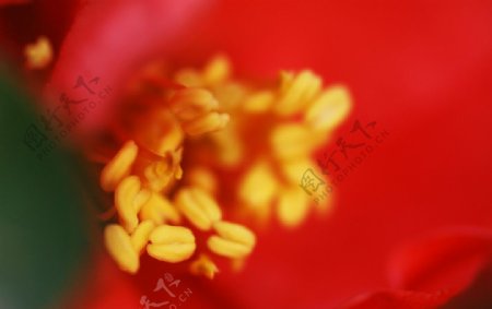 海棠之蕊图片