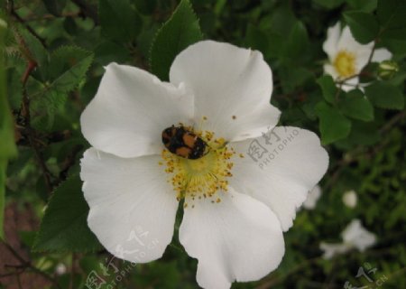 白蔷薇图片