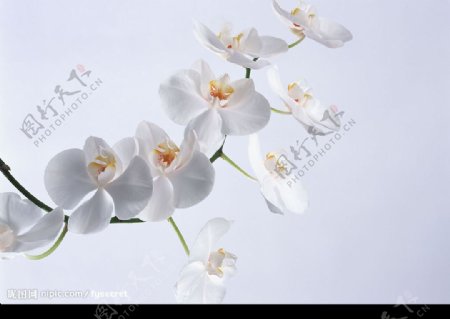 花卉白色蝴蝶兰图片