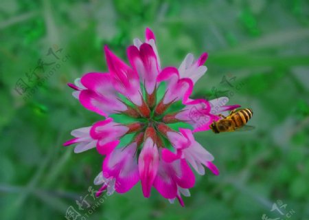 紫云英与蜜蜂图片