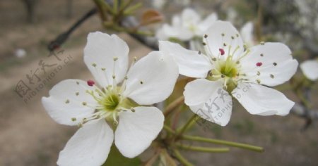 盛开白色花朵图片