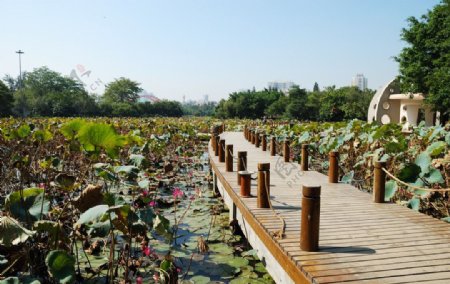 深圳洪湖公园的木桥图片