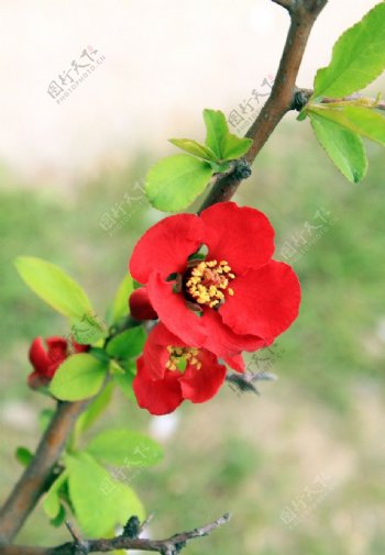 红色海棠图片