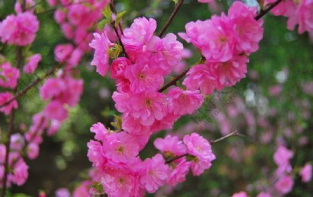 春天桃花粉色花绿叶摄影图片