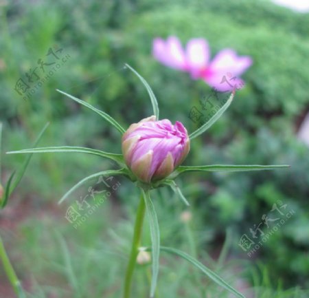 波斯菊花苞图片