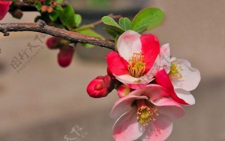 五色木桃花图片