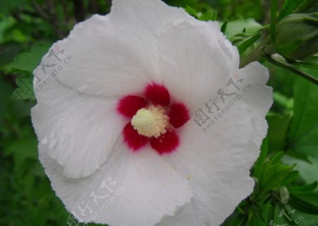 白色木槿花图片