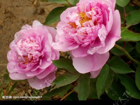 上海植物园的牡丹花图片