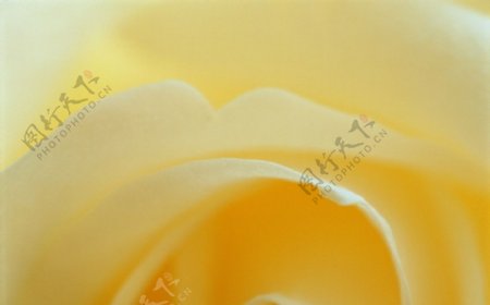 黄色花瓣微距图片
