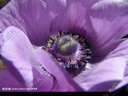 高分辨率紫色花图片