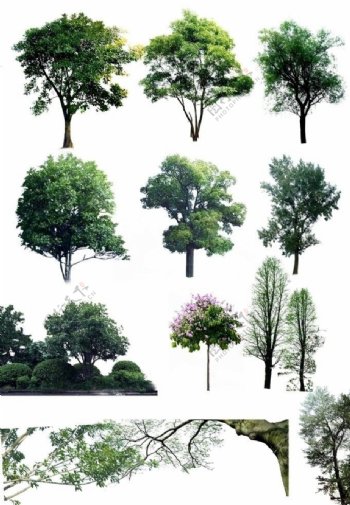 景观后期树木PSD素材图片