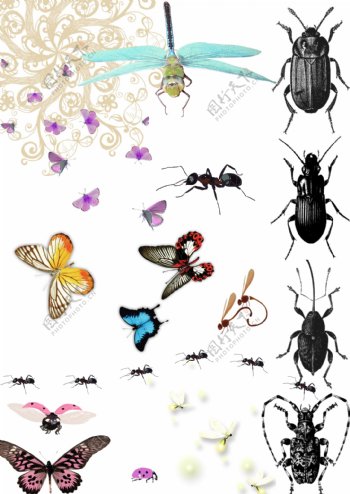 昆虫集图片
