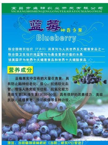 蓝莓简介图片