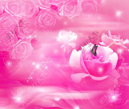 浪漫玫瑰背景图片