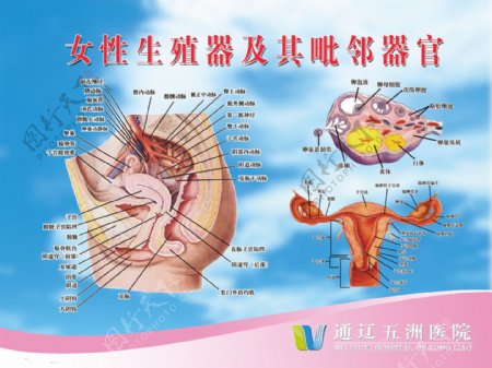 女性生殖系统图图片
