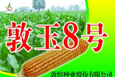 玉米种子宣传海报图片