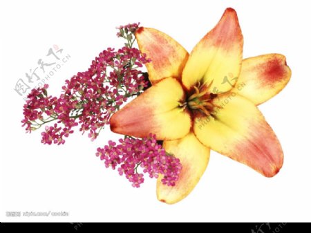 花卉PSD抠好图图片