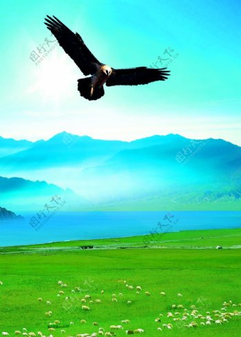 翱翔在草原的鹰图片