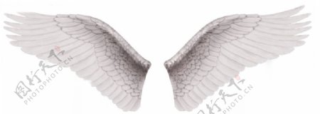 白翅膀黑翅膀图片
