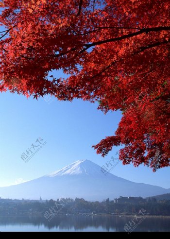 樱花与富士山0131