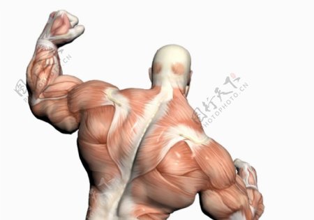 肌肉人体模型0103