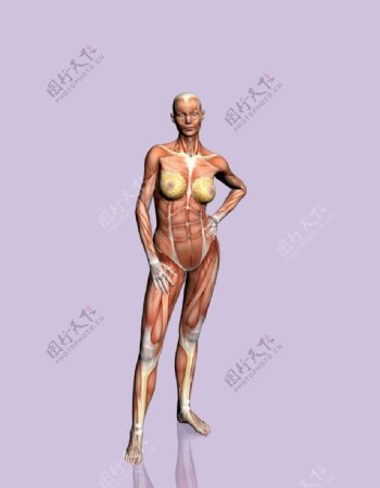肌肉人体模型0127